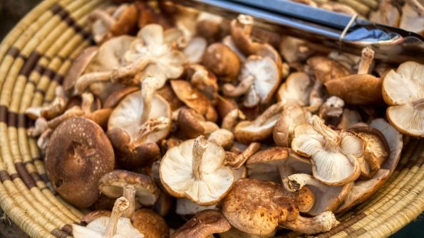 Hongo shiitake: Propiedades medicinales y culinarias - Untitled design e