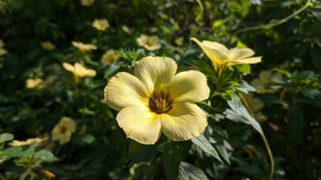 Los secretos de la damiana: Para qué se utiliza en la salud - Untitled design e