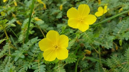 Tribulus: Para Que Sirve y Beneficios en La Medicina Natural - Untitled design e
