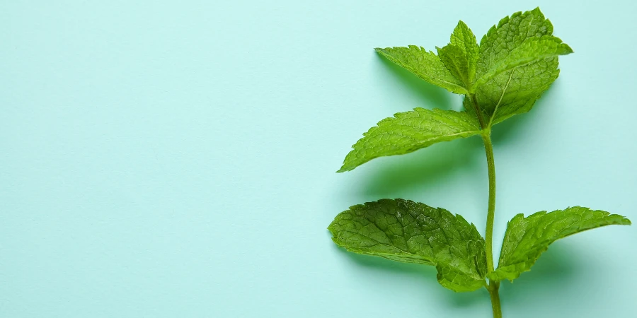 Remedios para los problemas estomacales - AdobeStock
