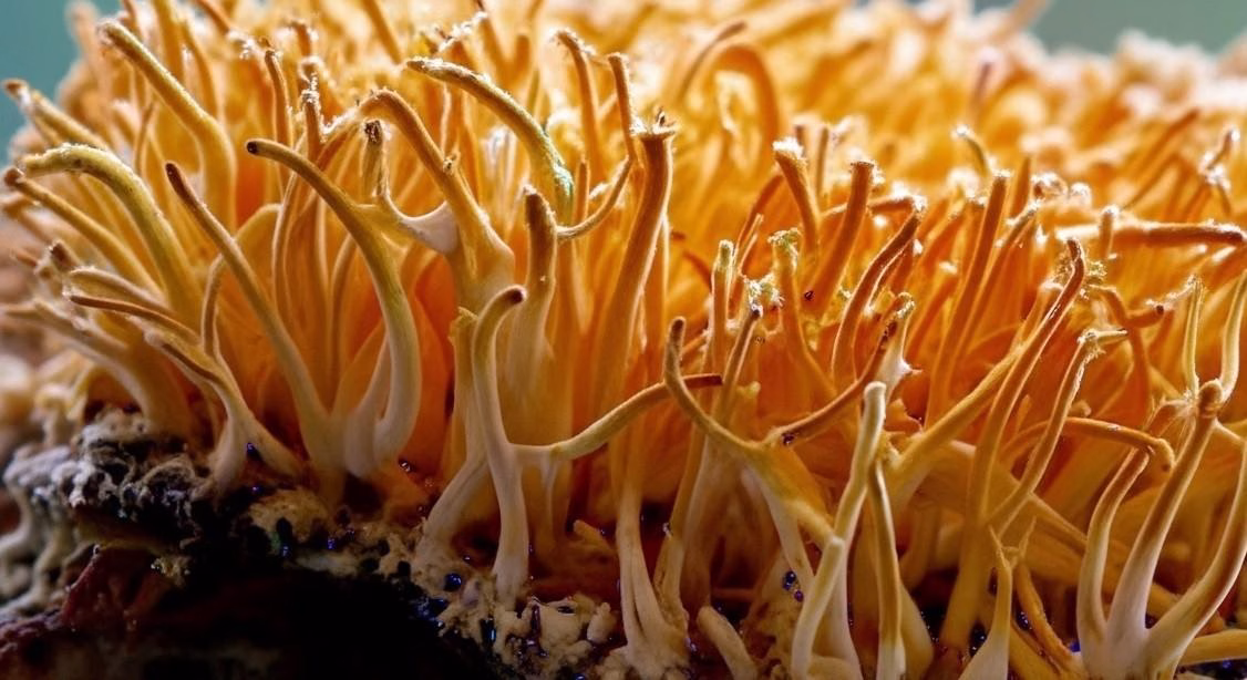 Cordyceps: propiedades, beneficios y usos para la salud y energía del cuerpo - Whisk cdafb c da cb c cd fcd dr