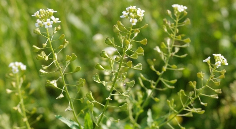 Bolsa de pastor: usos, beneficios y propiedades medicinales de esta planta - Whisk c e fb e acdeb a cdr