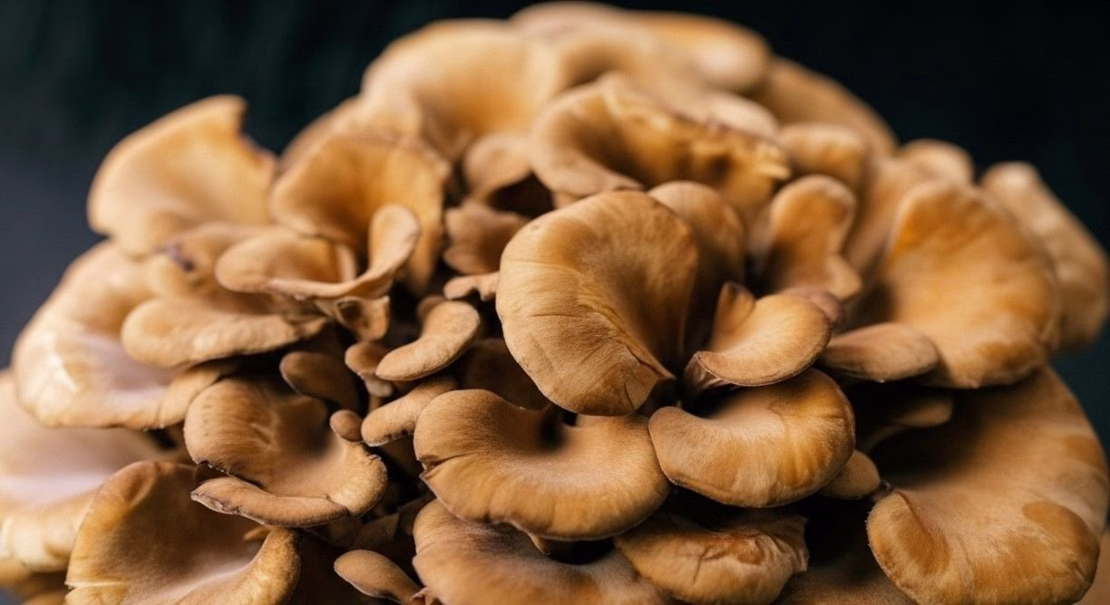 Seta maitake: beneficios, propiedades y cómo ayuda a la salud integral - Maitake
